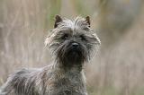 CAIRN TERRIER 631